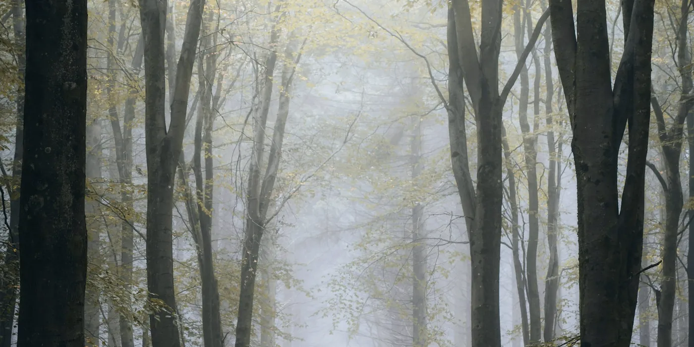 Forêt brumeuse aux troncs sombres dans une lumière laiteuse