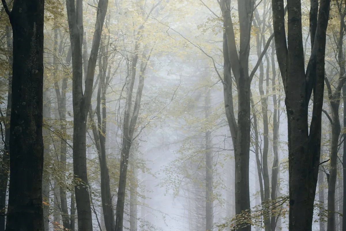 Forêt brumeuse aux troncs sombres dans une lumière laiteuse