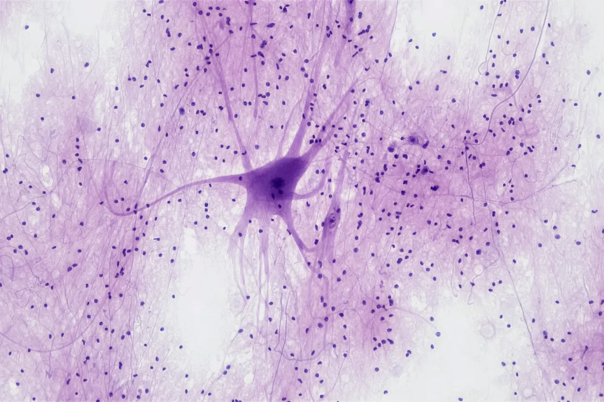 Le cerveau, la mémoire et l'apprentissage : illustration