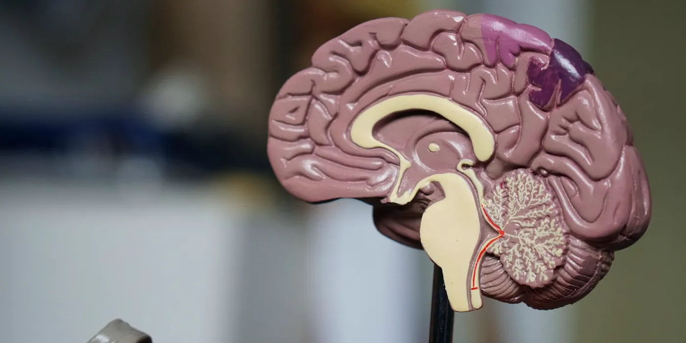 Modèle anatomique d'un cerveau coupé en deux, posé sur une tige