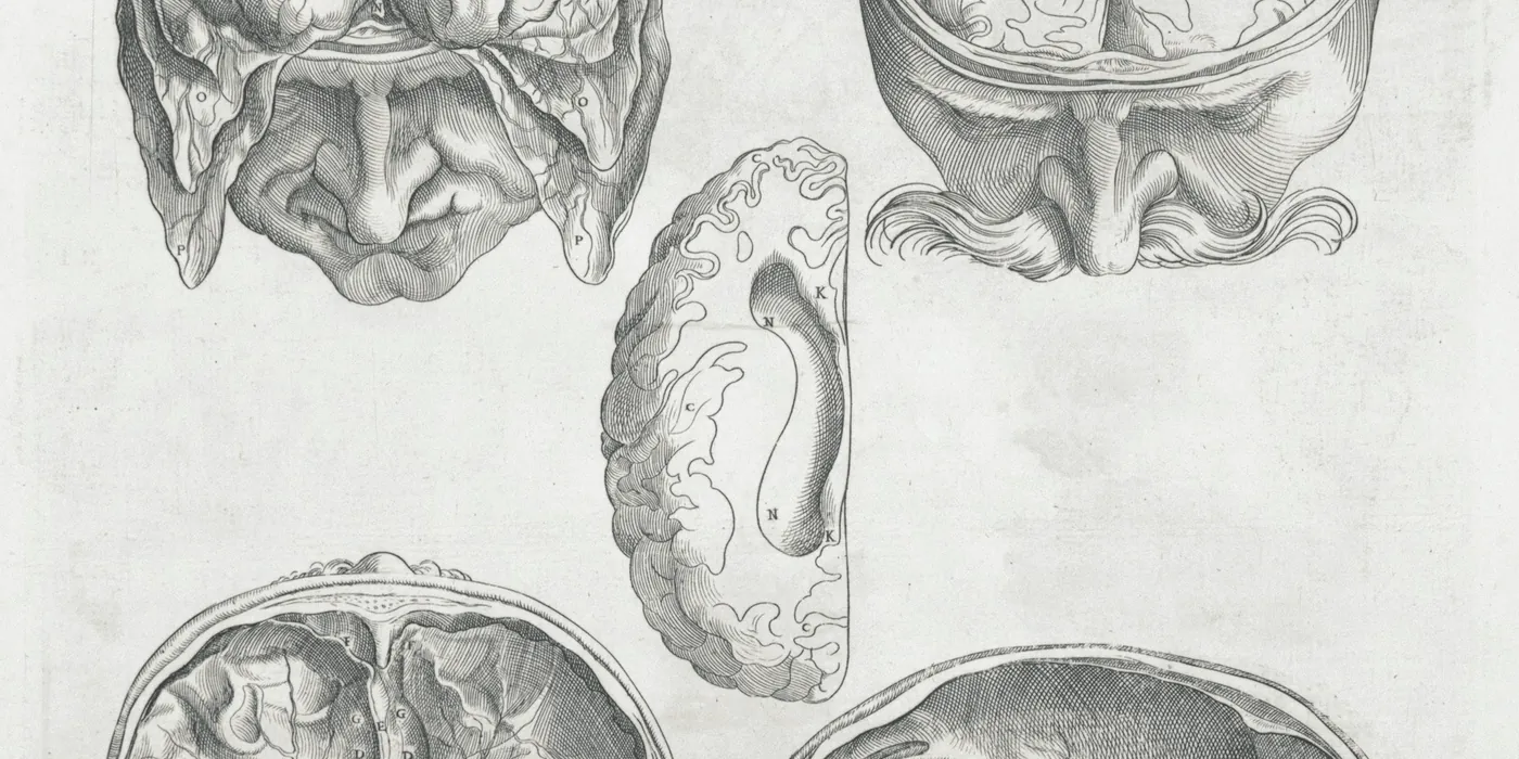 Planche ancienne de dessins anatomiques de cerveaux, en gris sur papier crème