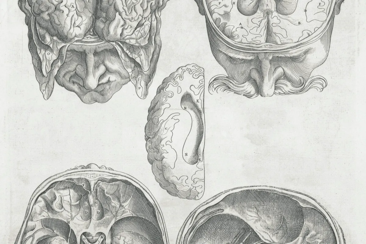 Planche ancienne de dessins anatomiques de cerveaux, en gris sur papier crème