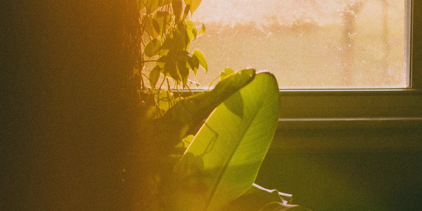 Plante verte et rayon de soleil devant une fenêtre