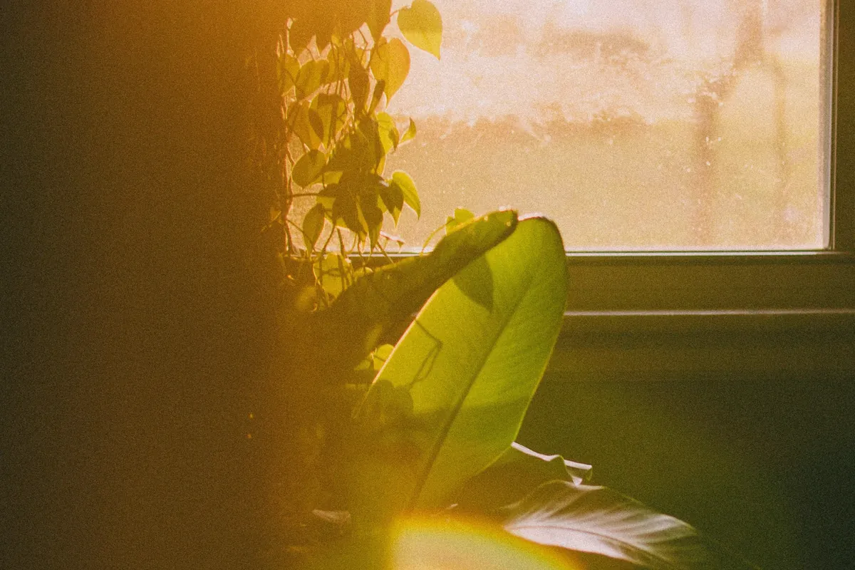 Plante verte et rayon de soleil devant une fenêtre