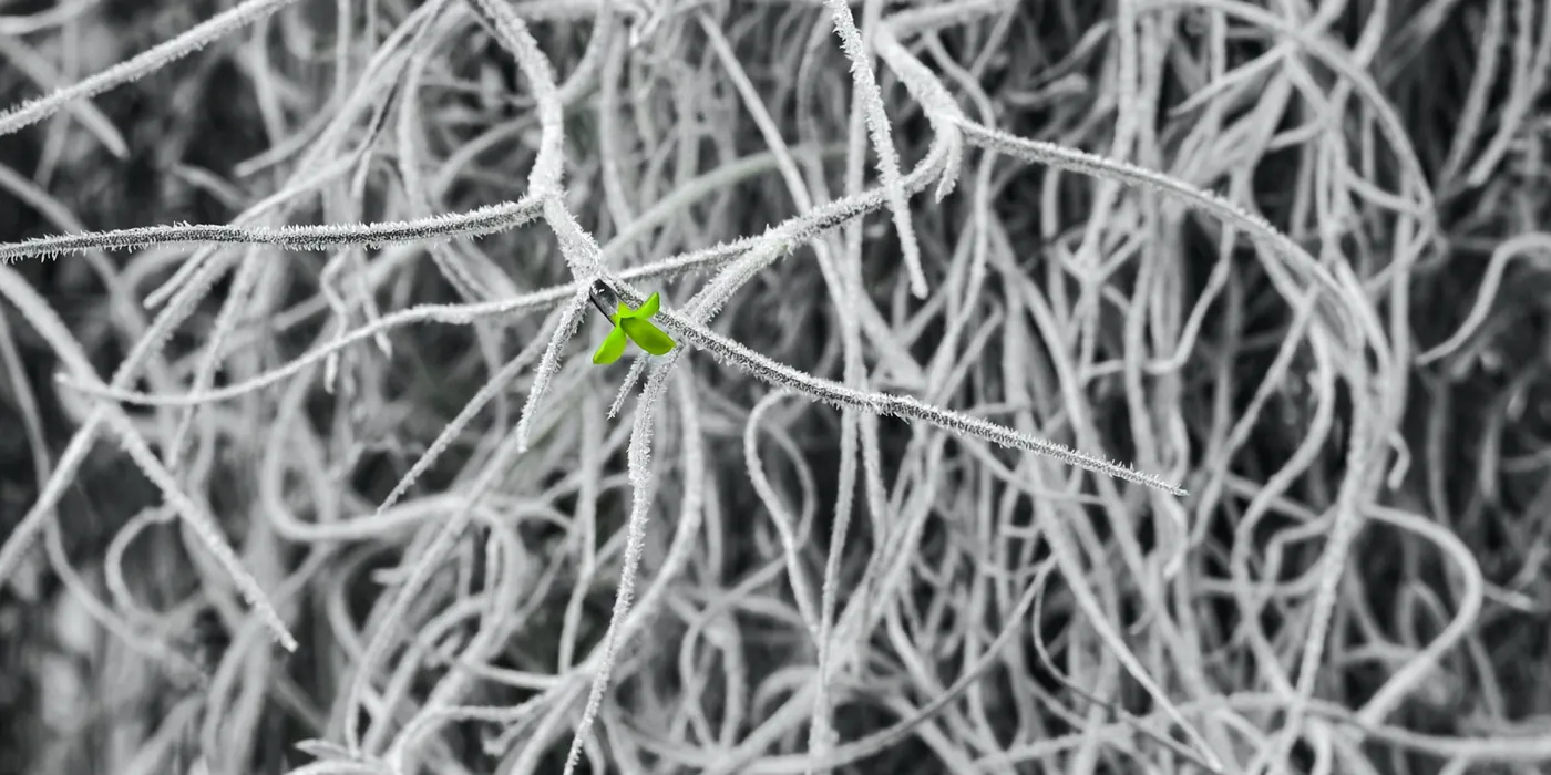 Une petite pousse verte au milieu d'un enchevêtrement de filaments blancs