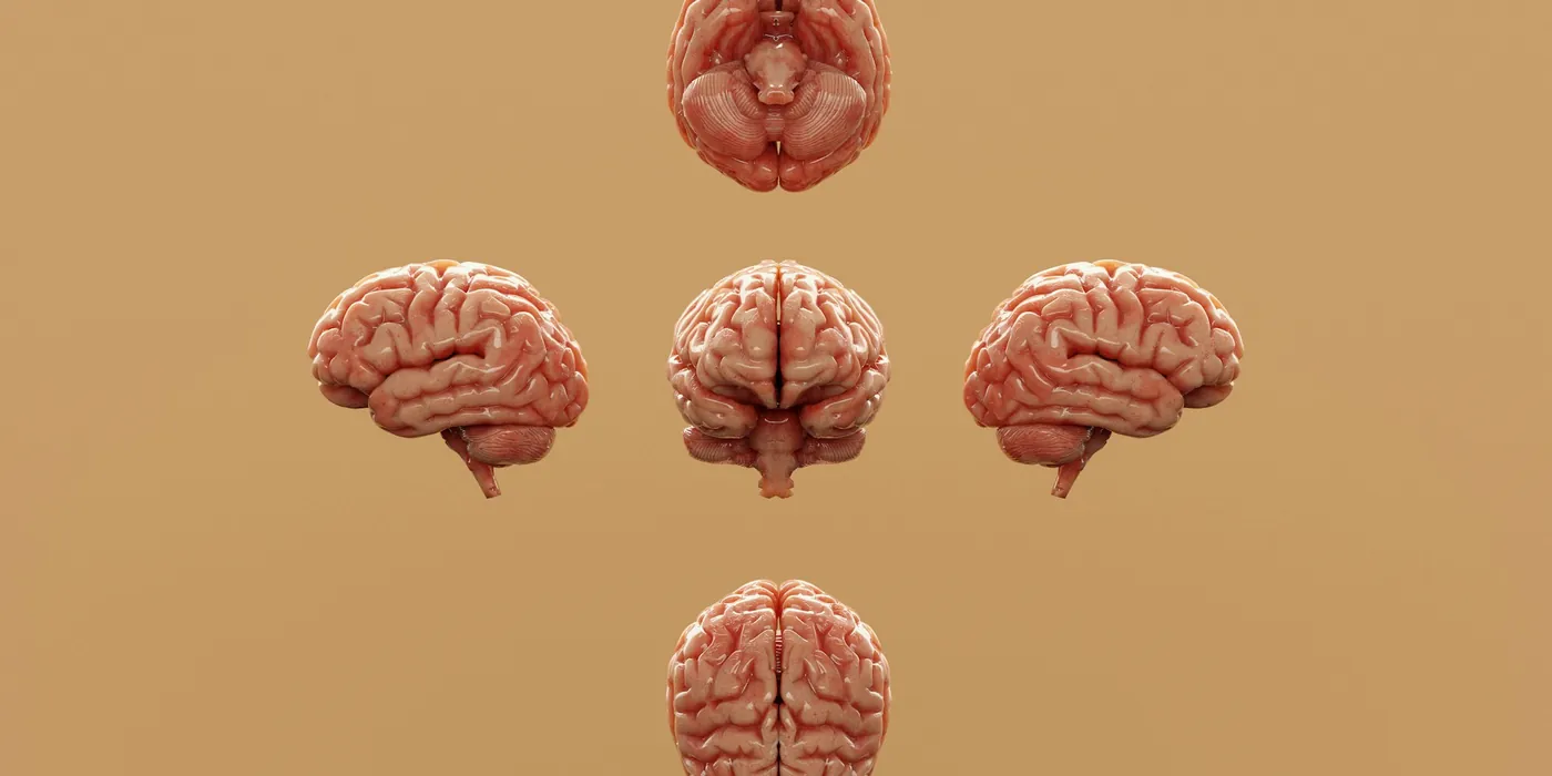 Cinq modèles de cerveau orangés disposés en croix sur un fond ocre