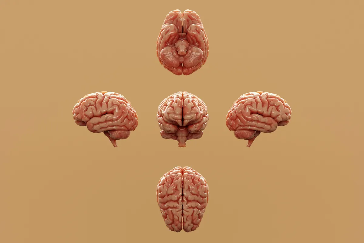 Cinq modèles de cerveau orangés disposés en croix sur un fond ocre