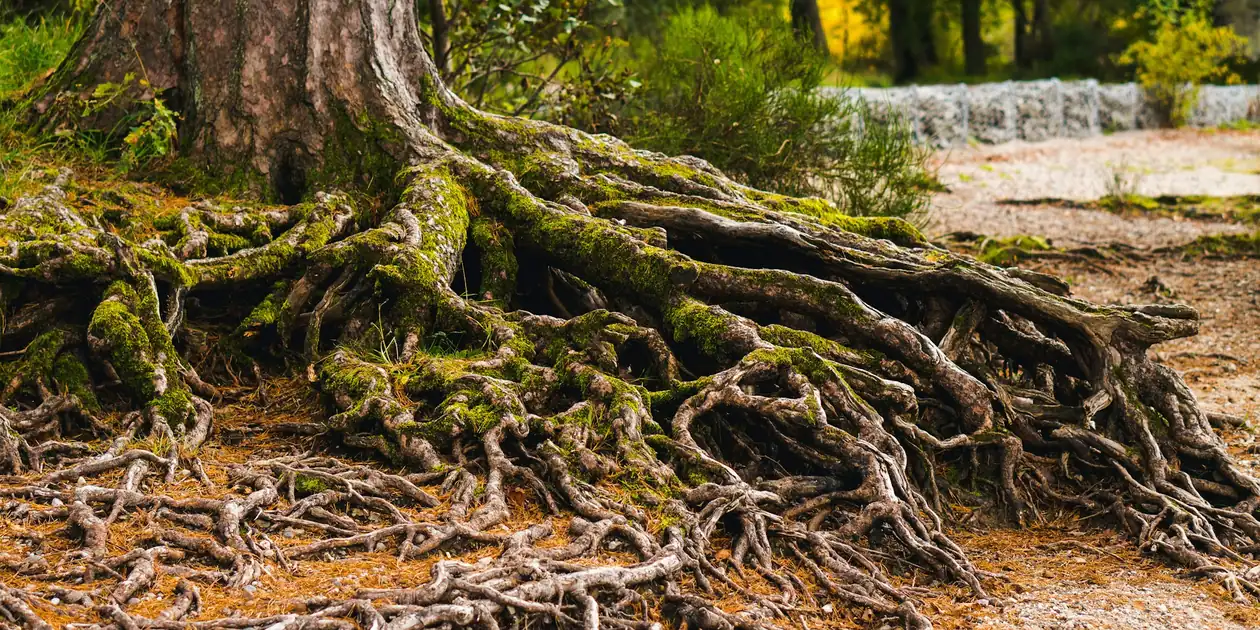 Racines d'arbre apparentes sur un sentier de forêt