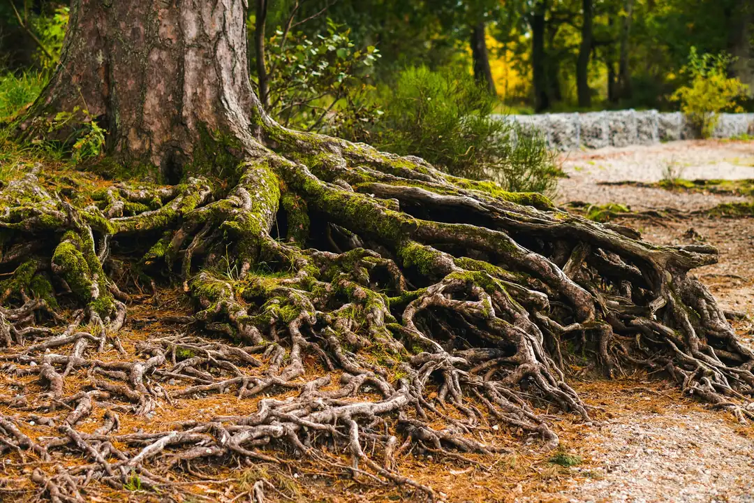 Racines d'arbre apparentes sur un sentier de forêt
