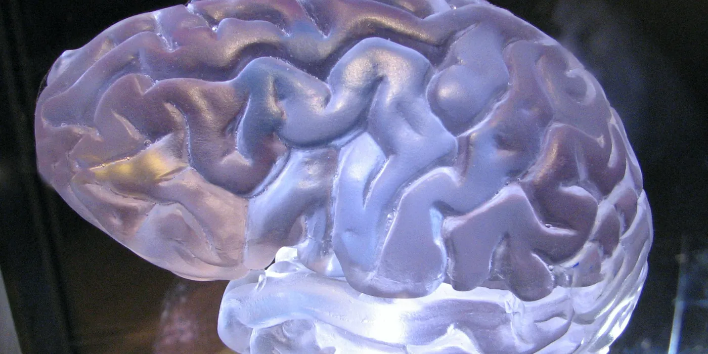 Cerveau translucide aux reflets violets, éclairé par en dessous