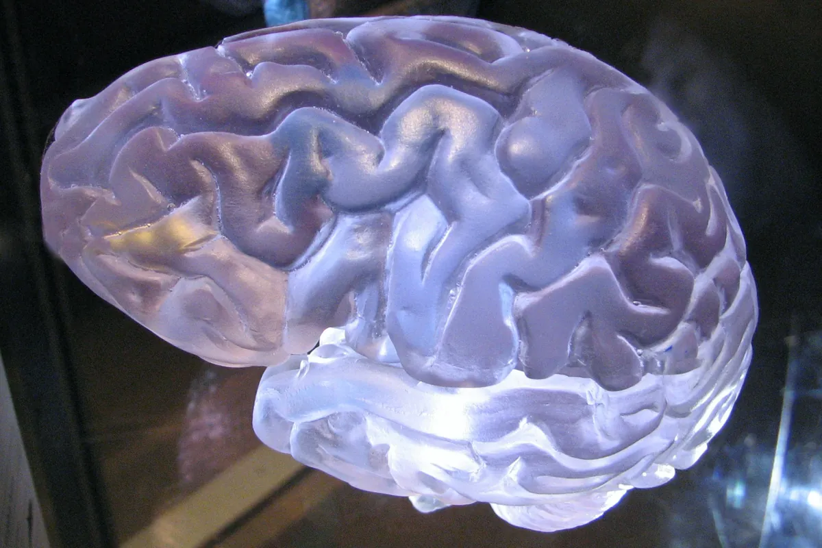 Cerveau translucide aux reflets violets, éclairé par en dessous